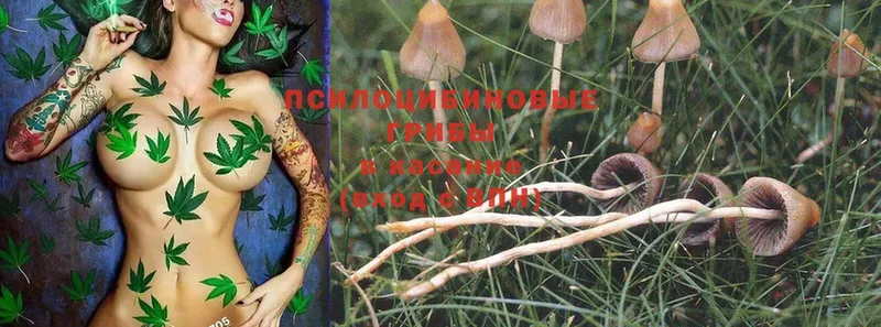 как найти наркотики  Ухта  Галлюциногенные грибы Magic Shrooms 